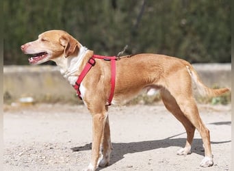 RODRI-besonderer Schatz, lieb, anhänglich wartet sehnsüchtig auf seine liebevolle Für-immer-Familie