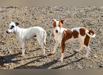 BELI-lieb, sozial, fröhlich, erobert die Herzen im Sturm, sucht ihre Für-immer-Familie