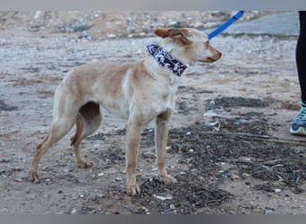 Kleine FUDGE mit riesengroßem, liebenswerten Herzen sehnt sich nach liebevollem Zuhause
