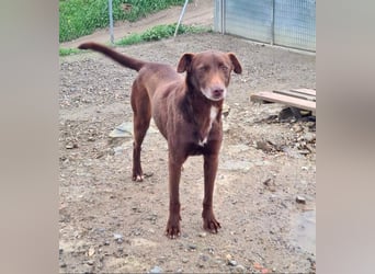 COLT- freundlicher, gut gelaunter Bub wartet sehnsüchtig auf seine liebevolle Für-immer-Familie