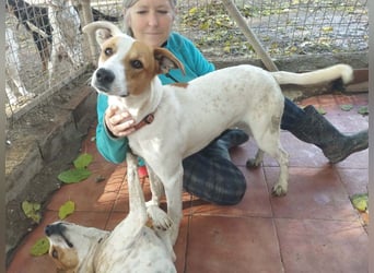 KIKO-kleiner Sonnenschein mit großem Herzen sucht Für-immer-Zuhause