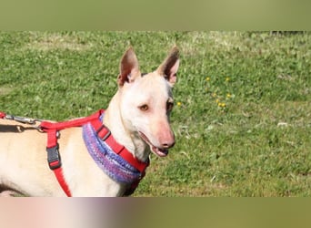 LUCAS-liebenswert, anhänglich, freundlich,  aber nach Ende der Jagdsaison einfach ausgesetzt