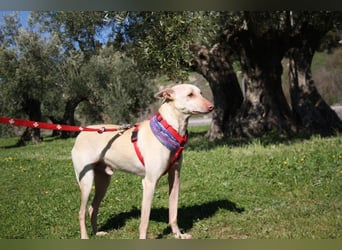 LUCAS-liebenswert, anhänglich, freundlich,  aber nach Ende der Jagdsaison einfach ausgesetzt