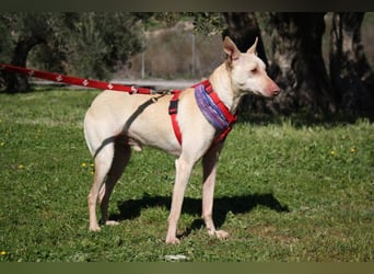 LUCAS-liebenswert, anhänglich, freundlich,  aber nach Ende der Jagdsaison einfach ausgesetzt