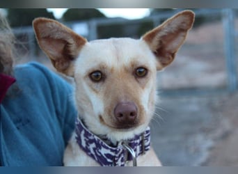 Kleine FUDGE mit riesengroßem, liebenswerten Herzen sehnt sich nach liebevollem Zuhause