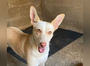 GARBI-zarte Seele möchte endlich in einem liebevollen Für-immer-Zuhause ankommen