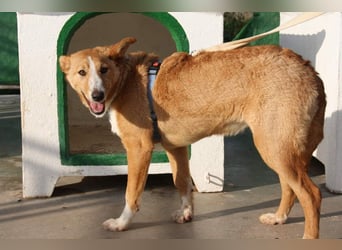 SITA-ein Blick der bleibt und ein Herz voller Lebensfreude sucht seine liebevolle Familie