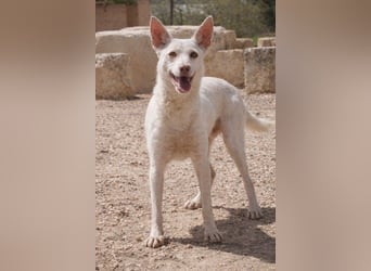 Sanfte NALA-wartet sehnsüchtig auf liebesvolles Für-immer-Zuhause