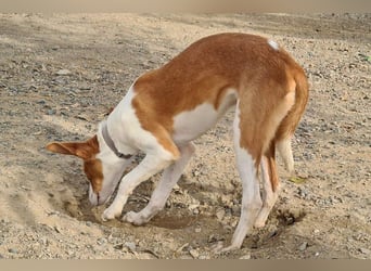 Zuckersüßer DILAN-sanfte Seele auf der Suche nach ihrer liebevollen Für-immer-Familie