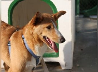 SITA-ein Blick der bleibt und ein Herz voller Lebensfreude sucht seine liebevolle Familie