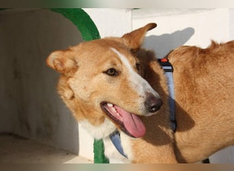 SITA-ein Blick der bleibt und ein Herz voller Lebensfreude sucht seine liebevolle Familie