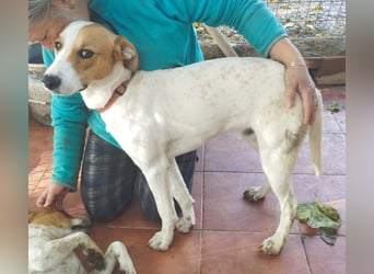 KIKO-kleiner Sonnenschein mit großem Herzen sucht Für-immer-Zuhause