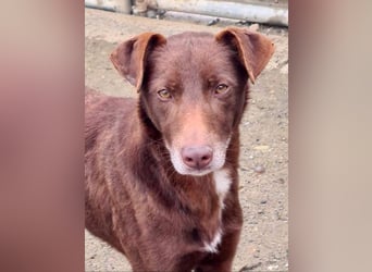 COLT- freundlicher, gut gelaunter Bub wartet sehnsüchtig auf seine liebevolle Für-immer-Familie