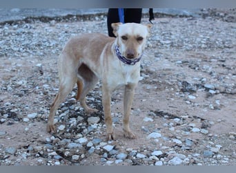 Kleine FUDGE mit riesengroßem, liebenswerten Herzen sehnt sich nach liebevollem Zuhause