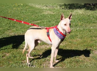 LUCAS-liebenswert, anhänglich, freundlich,  aber nach Ende der Jagdsaison einfach ausgesetzt