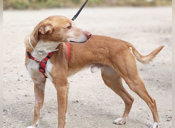 RODRI-besonderer Schatz, lieb, anhänglich wartet sehnsüchtig auf seine liebevolle Für-immer-Familie