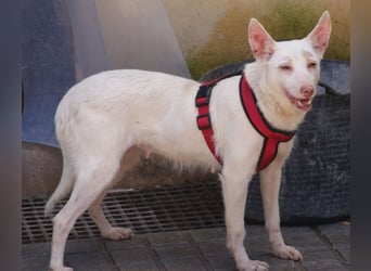 Sanfte NALA-wartet sehnsüchtig auf liebesvolles Für-immer-Zuhause