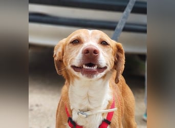 RODRI-besonderer Schatz, lieb, anhänglich wartet sehnsüchtig auf seine liebevolle Für-immer-Familie