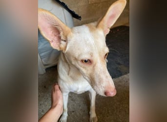 GARBI-zarte Seele möchte endlich in einem liebevollen Für-immer-Zuhause ankommen