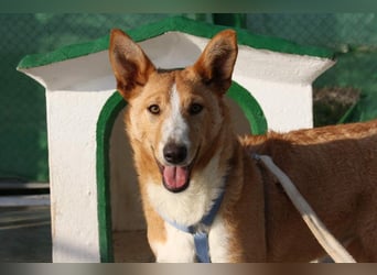 SITA-ein Blick der bleibt und ein Herz voller Lebensfreude sucht seine liebevolle Familie