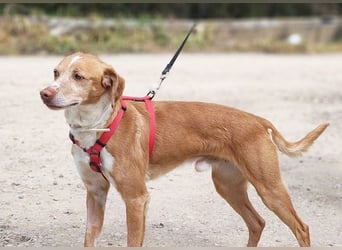 RODRI-besonderer Schatz, lieb, anhänglich wartet sehnsüchtig auf seine liebevolle Für-immer-Familie