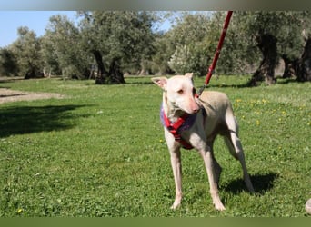 LUCAS-liebenswert, anhänglich, freundlich,  aber nach Ende der Jagdsaison einfach ausgesetzt