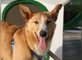 SITA-ein Blick der bleibt und ein Herz voller Lebensfreude sucht seine liebevolle Familie