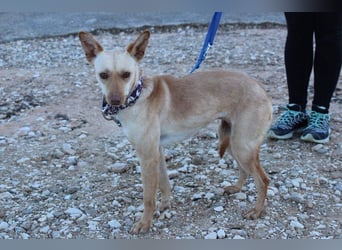 Kleine FUDGE mit riesengroßem, liebenswerten Herzen sehnt sich nach liebevollem Zuhause