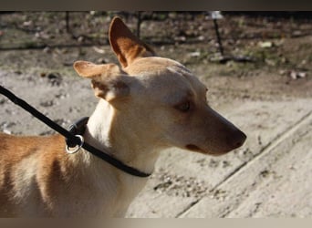 DAISY-zarte, süße Maus einfach ausgesetzt- jetzt wartet sie sehnsüchtig auf liebevolles Zuhause