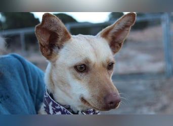 Kleine FUDGE mit riesengroßem, liebenswerten Herzen sehnt sich nach liebevollem Zuhause