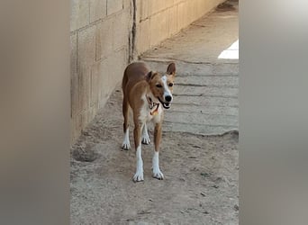 KOKA-wartet im Tierheim sehnsüchtig auf „ihre“ liebevollen Menschen Menschen,