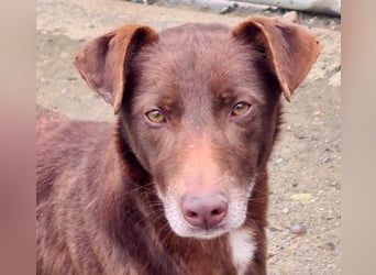 COLT- freundlicher, gut gelaunter Bub wartet sehnsüchtig auf seine liebevolle Für-immer-Familie