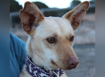 Kleine FUDGE mit riesengroßem, liebenswerten Herzen sehnt sich nach liebevollem Zuhause