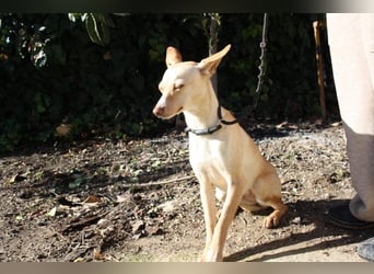 DAISY-zarte, süße Maus einfach ausgesetzt- jetzt wartet sie sehnsüchtig auf liebevolles Zuhause