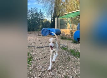 TAPI-wundervoller, junger Bub mit einem großen Herzen sucht seine liebevolle Für-immer-Familie