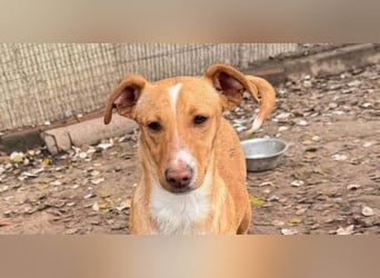 ROBE-gute-Laune-Paket wünscht sich sehnlichst ein liebevolles Zuhause!