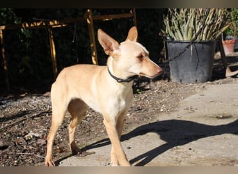 DAISY-zarte, süße Maus einfach ausgesetzt- jetzt wartet sie sehnsüchtig auf liebevolles Zuhause