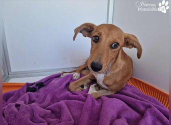 India ist eine liebevolle verschmuste Podenco Mix Hündin