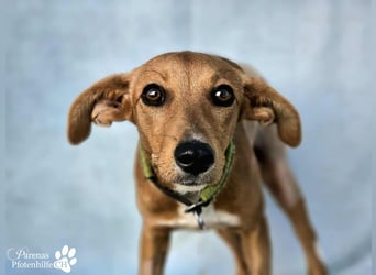 India ist eine liebevolle verschmuste Podenco Mix Hündin