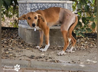 India ist eine liebevolle verschmuste Podenco Mix Hündin