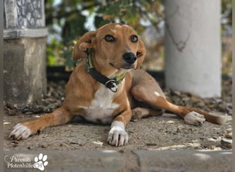 India ist eine liebevolle verschmuste Podenco Mix Hündin