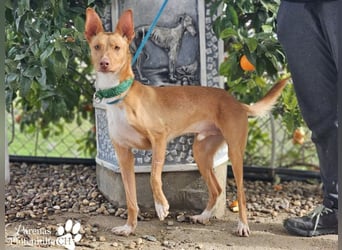 Lias ist sehr menschenbezogen, er sucht ein aktives Zuhause