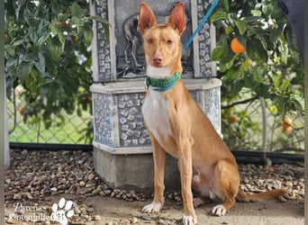 Lias ist sehr menschenbezogen, er sucht ein aktives Zuhause