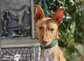 Lias ist sehr menschenbezogen, er sucht ein aktives Zuhause