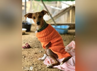 India ist eine liebevolle verschmuste Podenco Mix Hündin