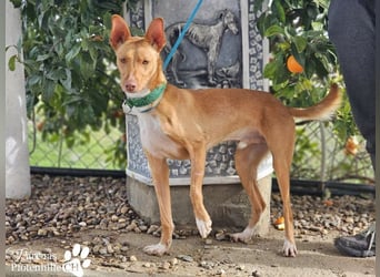 Lias ist sehr menschenbezogen, er sucht ein aktives Zuhause