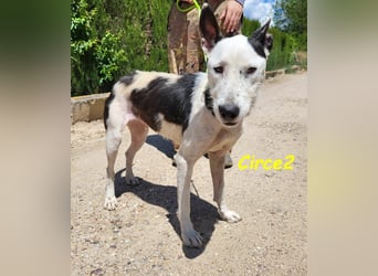 Circe2 geb. 06/2022 (in Deutschland) - verspielte Podenco Bodeguero Mix Hündin!