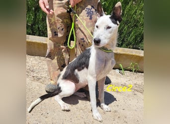 Circe2 geb. 06/2022 (in Deutschland) - verspielte Podenco Bodeguero Mix Hündin!