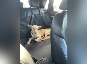 Maus (Spanien) - ein sensibler, unglaublich lieber kleiner Rüde