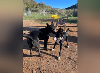 Ryan (Spanien) – lebensfroher Junghund sucht aktive Menschen